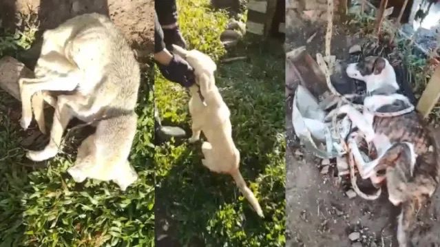 Cães são abandonados em propriedade no Meio-Oeste de SC