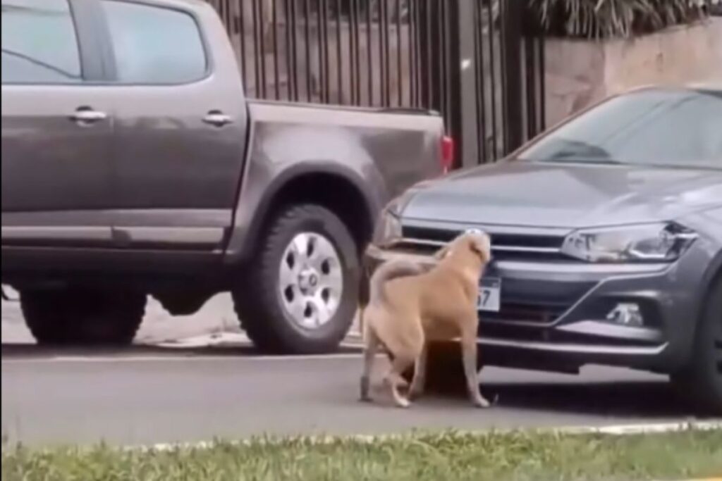Cachorro “enquadra” viatura da Polícia Civil e vira sensação nas redes Sociais