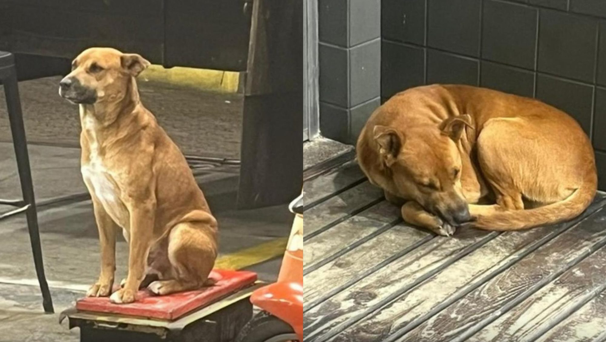 Dono de posto manda tirar casinha de cachorro de rua e gera revolta em São José