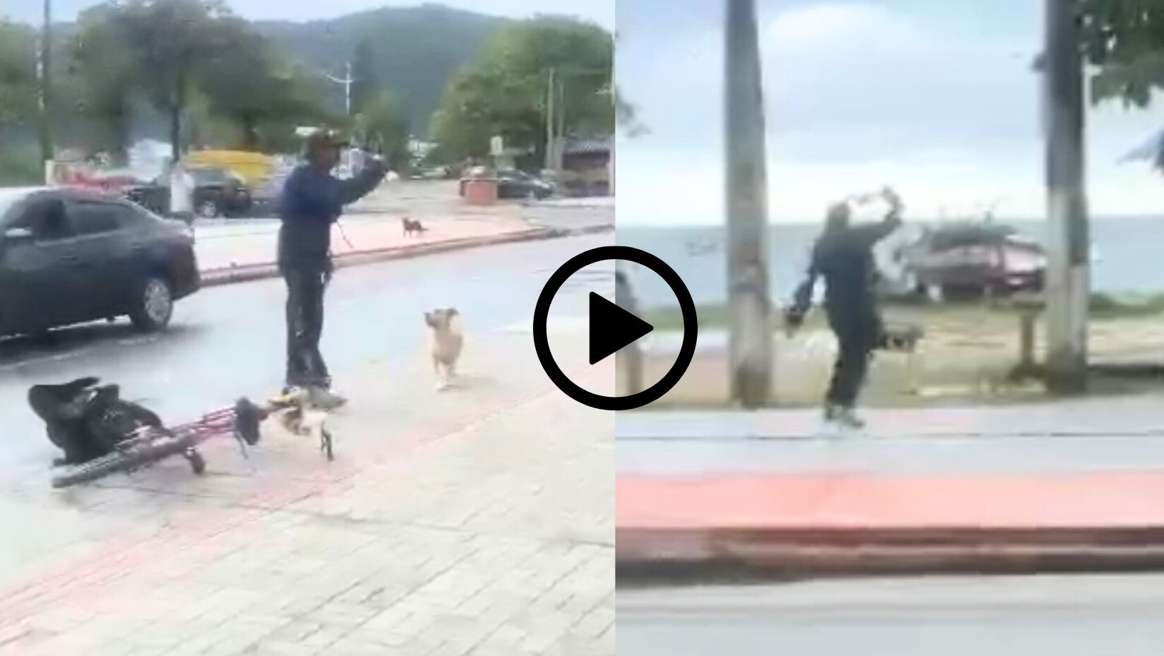 Internautas pedem prisão de idoso filmado se defendendo de ataque de cães em SC