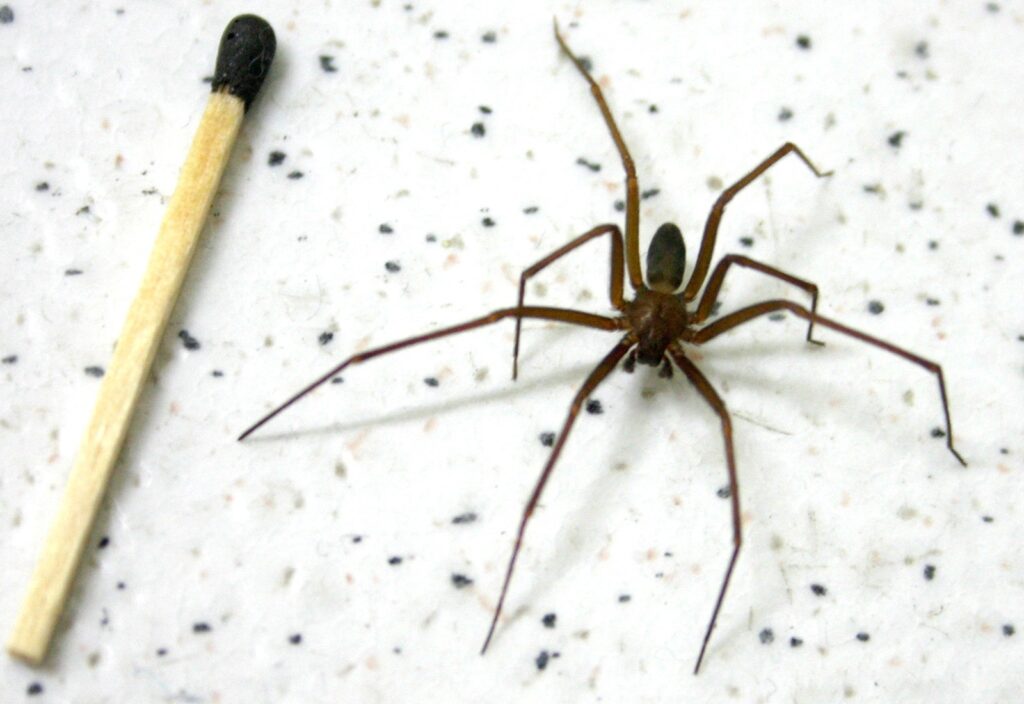 Secretaria da Saúde alerta sobre cuidados com picadas de aranha-marrom