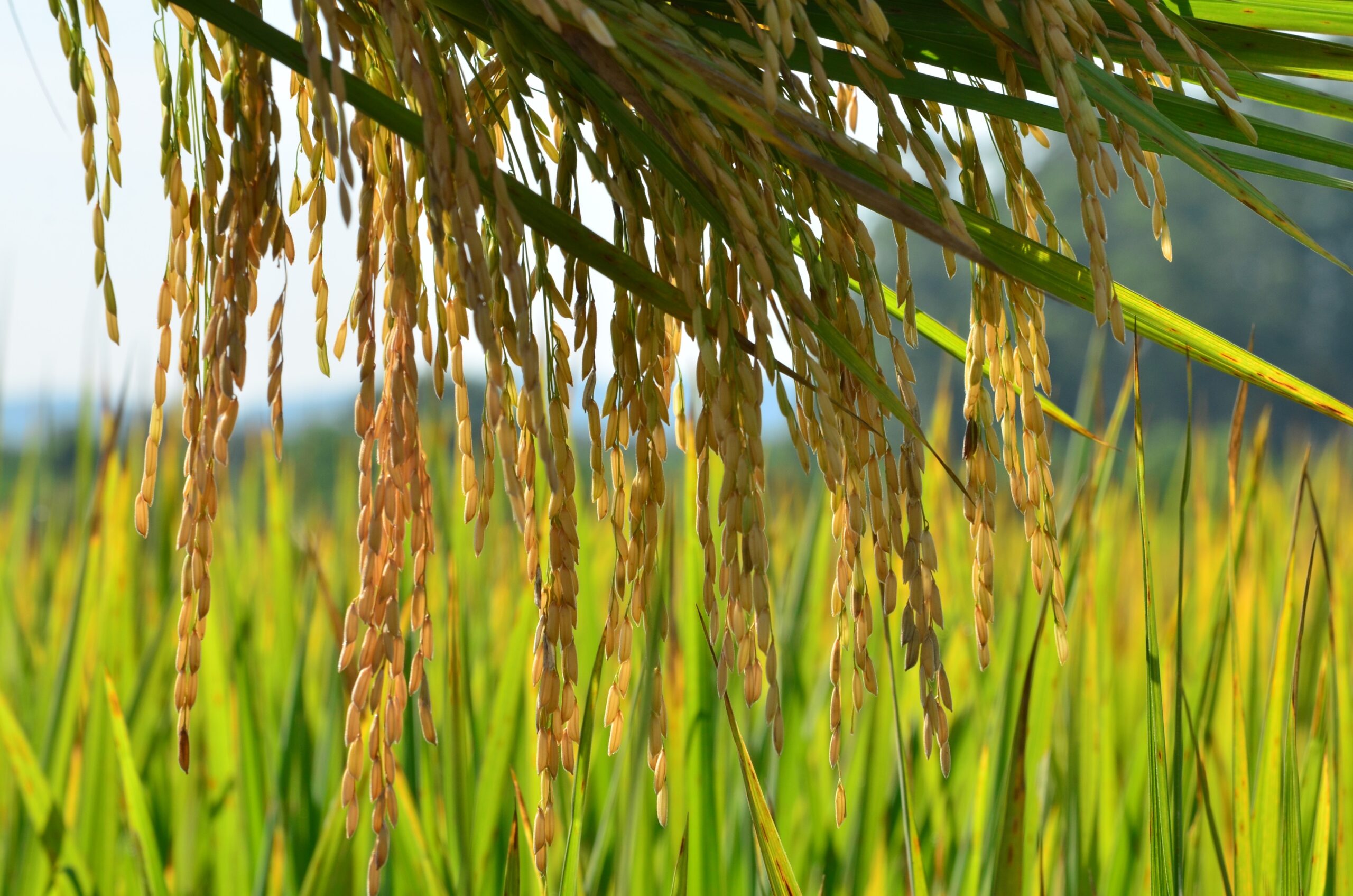 Litoral Norte de SC aumenta produção de arroz e alcança marca recorde na safra 2024/25
