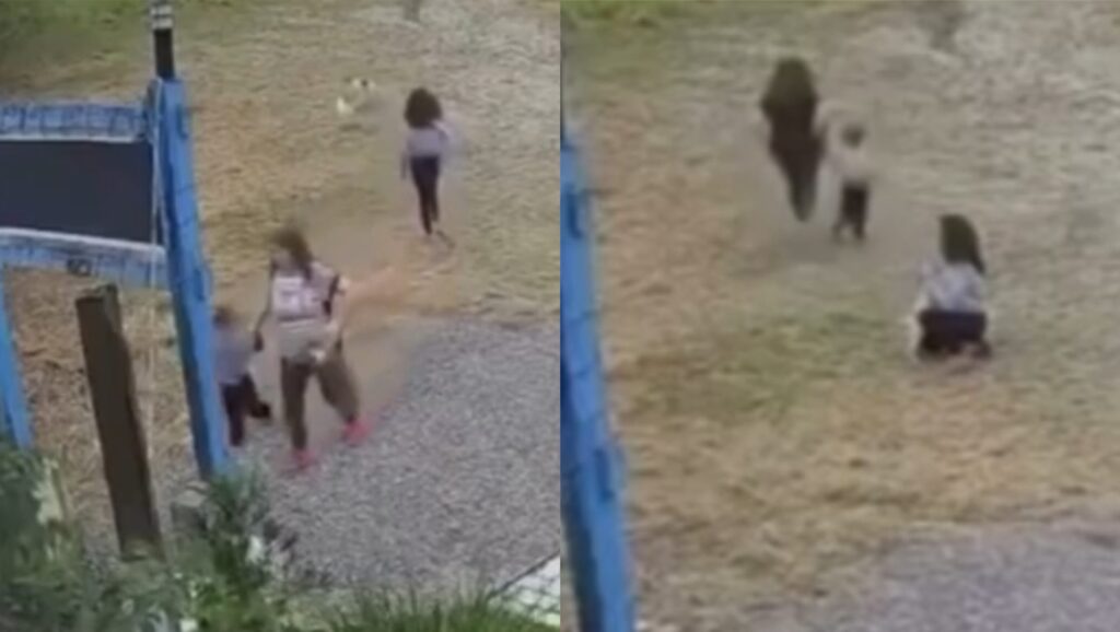 Câmera flagra mulher abandonando cachorro no litoral de SC