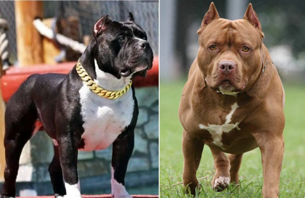 Santa Catarina regulamenta restrições à circulação e criação de pit bulls e raças derivadas