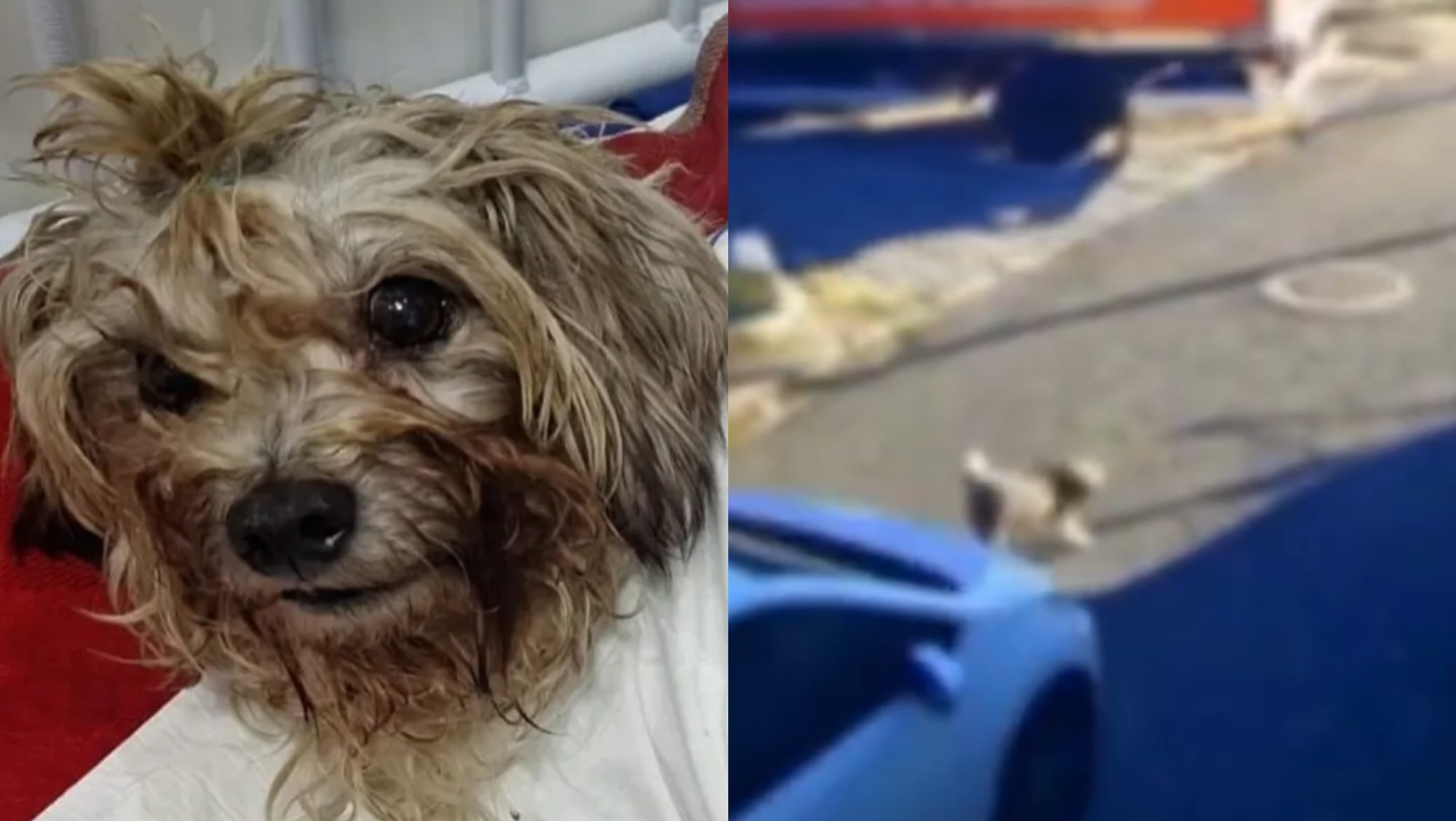 Motorista deixa cão agonizando após atropelamento e é indiciado pela polícia