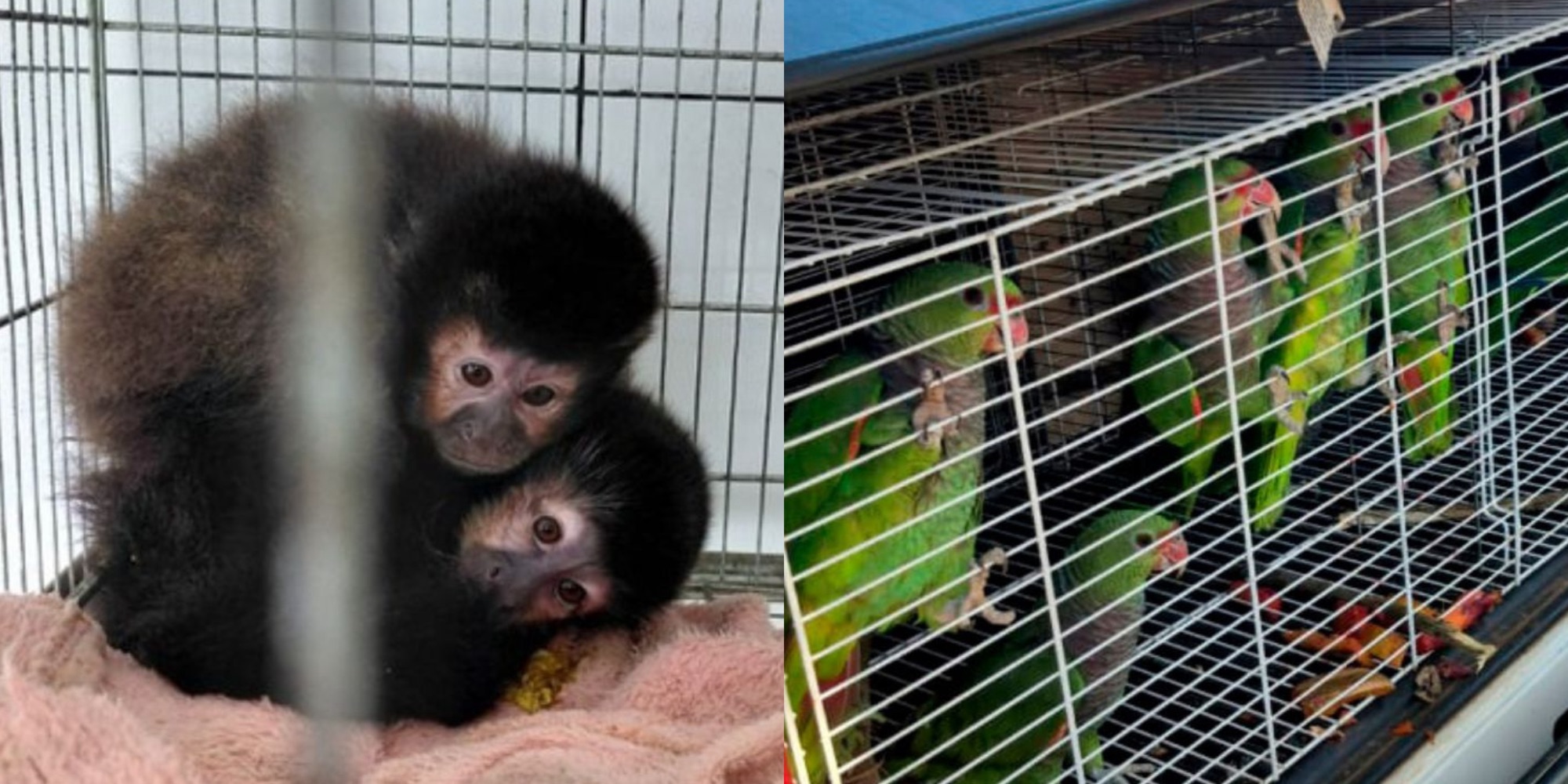Ibama resgata 174 animais em SC: macacos eram vendidos a influenciadores por até R$ 120 mil 