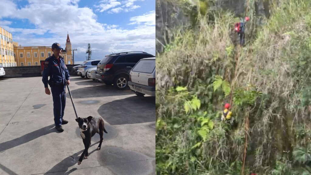 Bombeiros resgatam cão preso em encosta de 30 metros