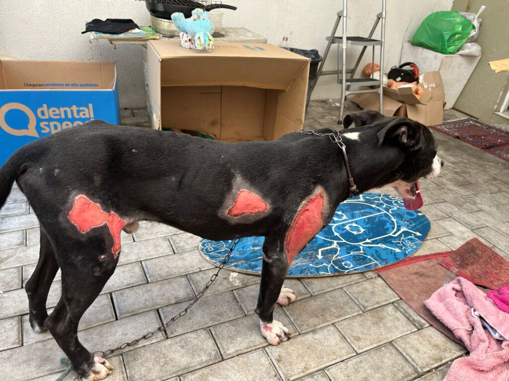 Polícia Civil prende em flagrante homem que arrastou cão por um quilômetro