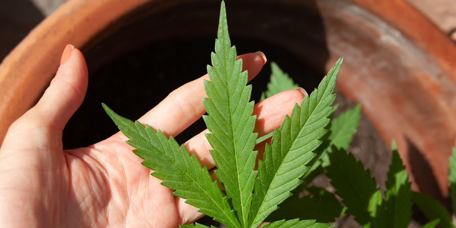 Anvisa discute  regras para a produção de cannabis no país