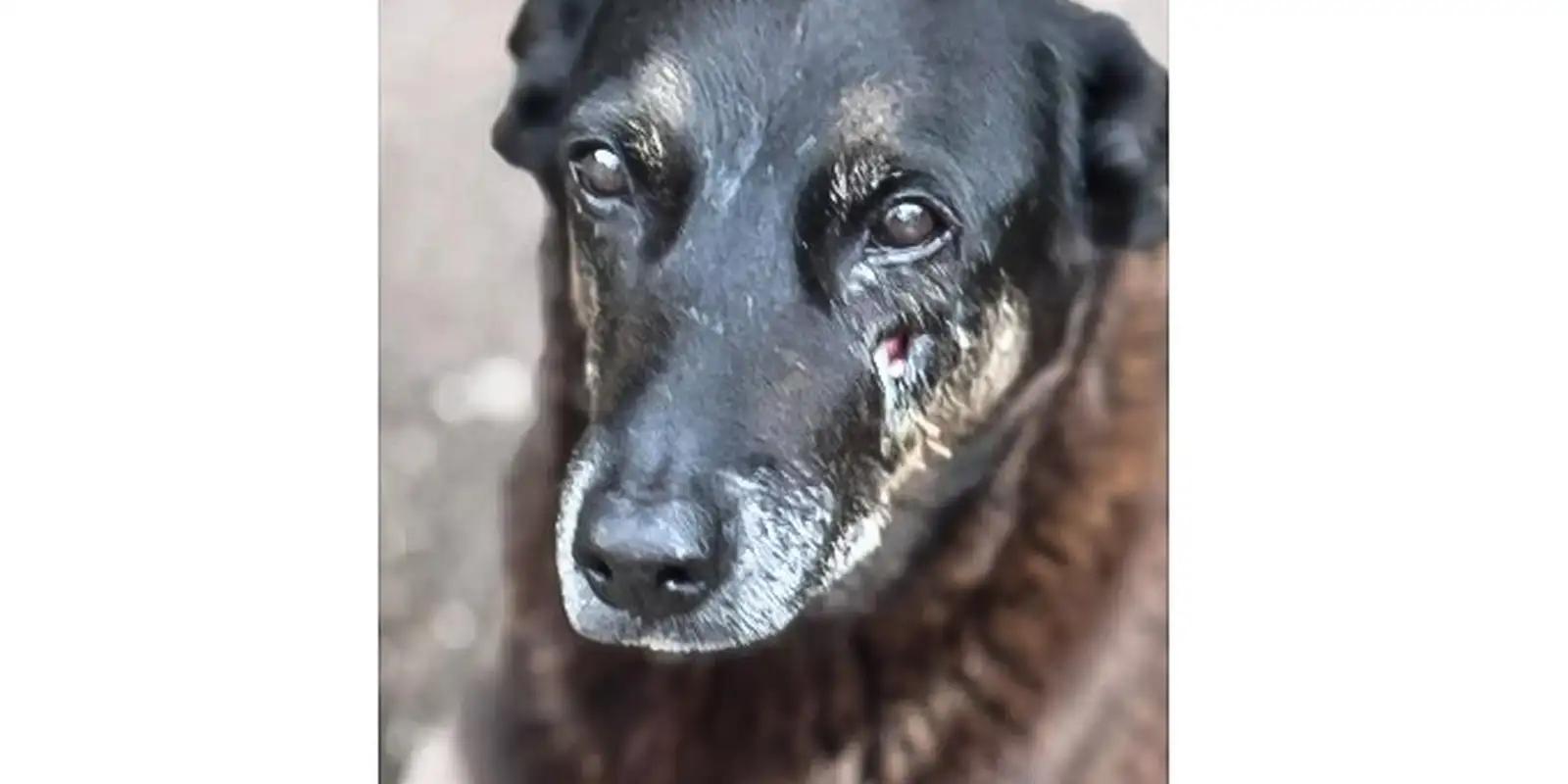 Laudo aponta que Orelha pode ter morrido após pancada na cabeça, mesmo sem fratura