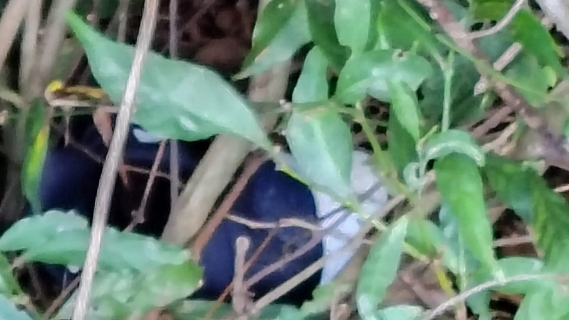 Corpo decapitado é encontrado sem a cabeça em área de mata em SC – Foto: PCSC