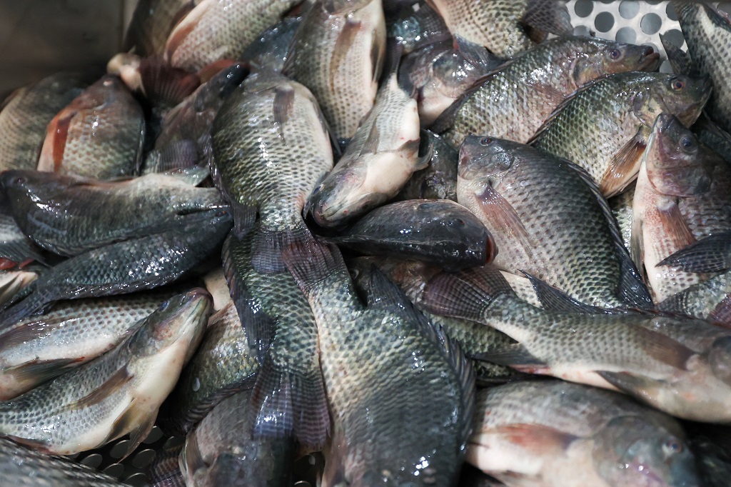 Justiça de SC valida medida estadual que proíbe a entrada de tilápia e impõe condições sanitárias para cargas contratadas antes da portaria