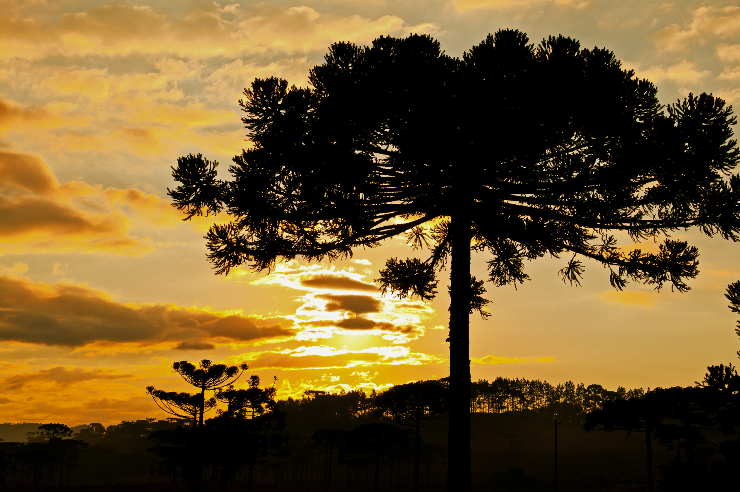 Previsão do tempo: fim de semana será de sol e tempo firme em Santa Catarina