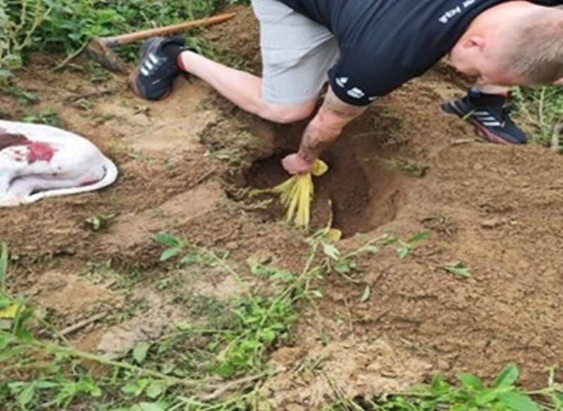 Idoso é preso após matar cães a machadadas e enterrá-los na beira de rio em Timbó