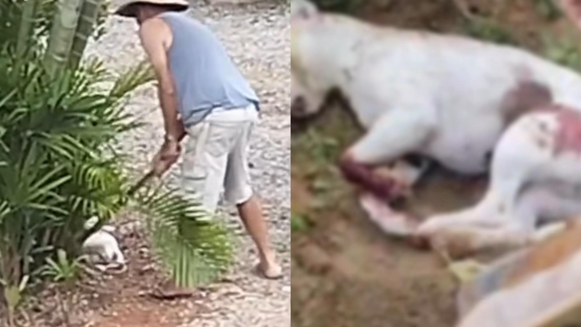 Idoso filmado matando cães a machadadas é preso no Vale do Itajaí