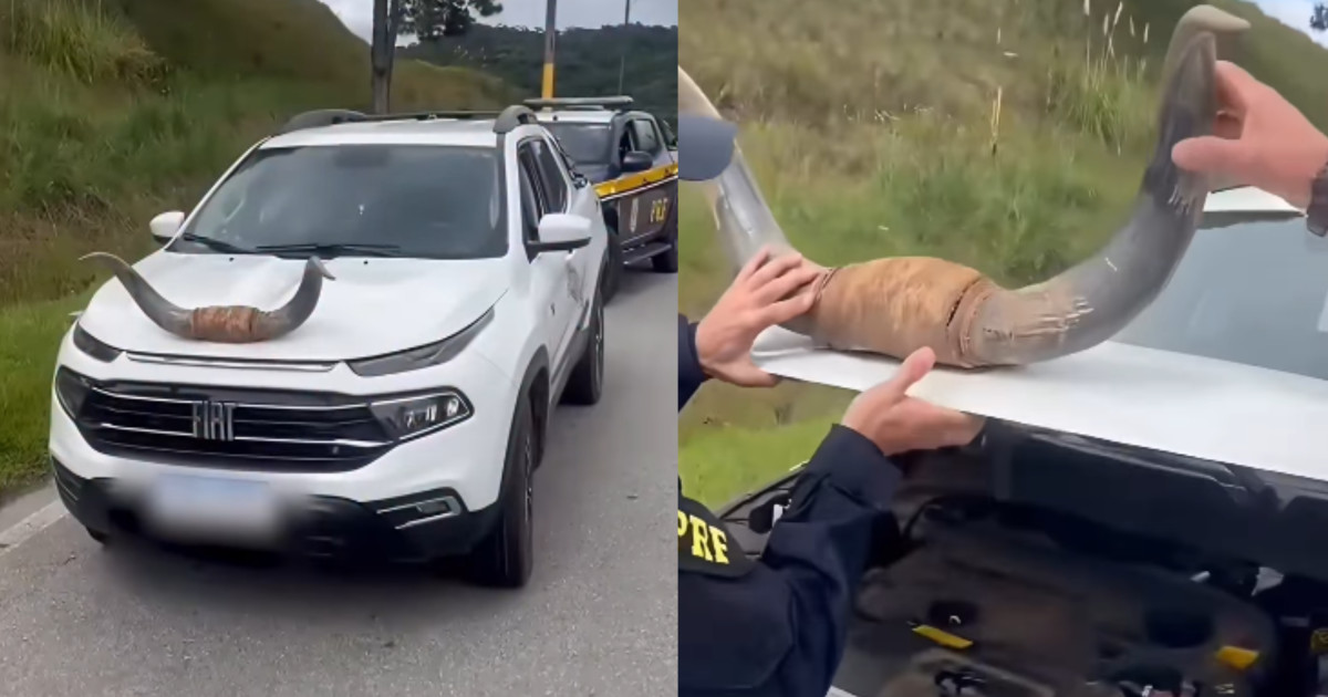 Motorista é flagrado com chifre de boi fixado no capô de picape em SC