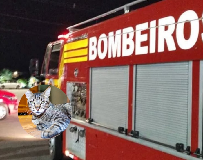 Gato desaparecido há 15 dias é encontrado vivo dentro de tubulação de churrasqueira em São José