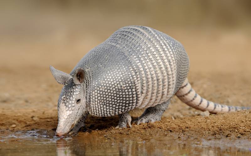 Mulher cai em golpe de venda de carro pelo Facebook em Itaiópolis