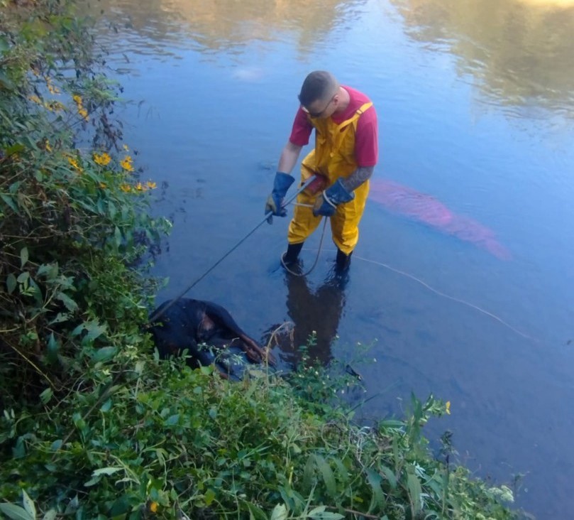 Cachorro é resgatado após ser encontrado amarrado para morrer dentro de rio em Caçador