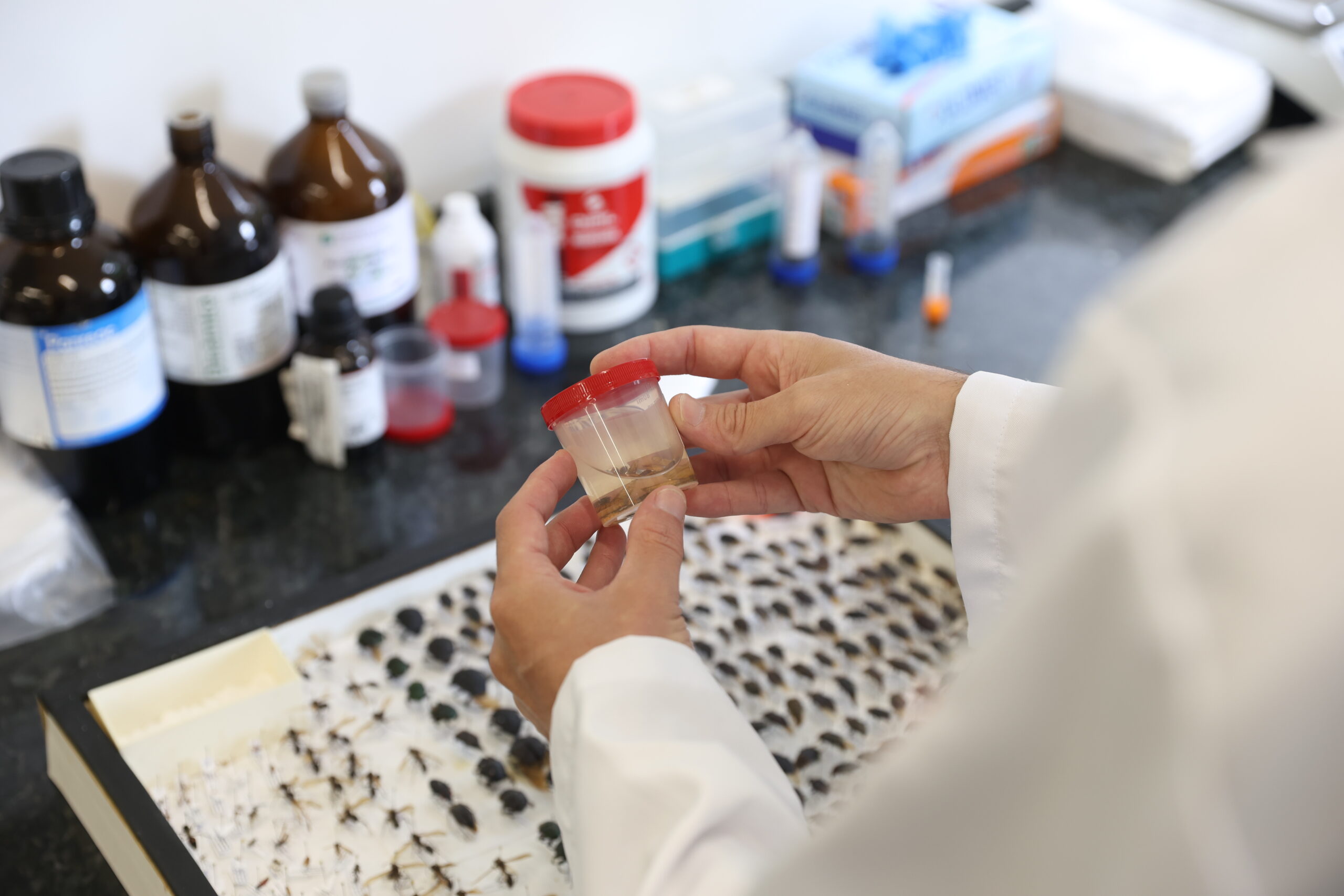 Entomologia Forense: quando os insetos ajudam a revelar a verdade