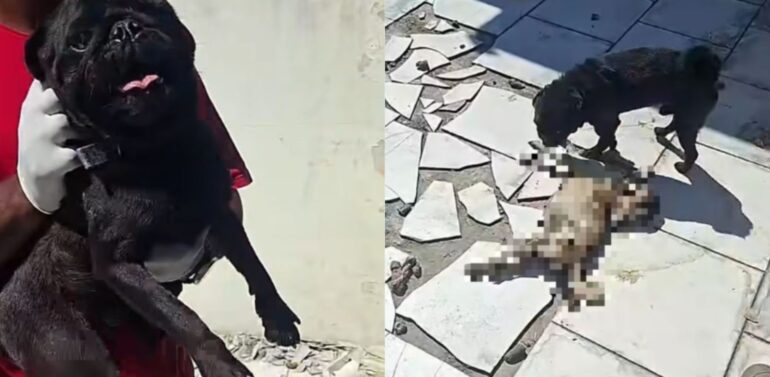 Três cães são resgatados em situação de maus-tratos em Navegantes; um deles foi encontrado morto