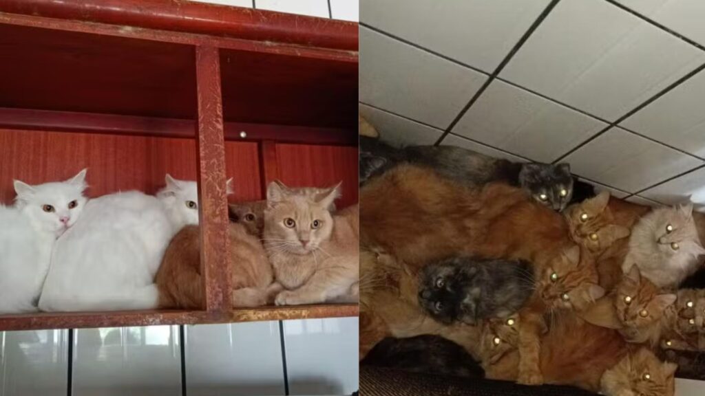 CONCÓRDIA: Justiça manda retirar 119 gatos de residência insalubre