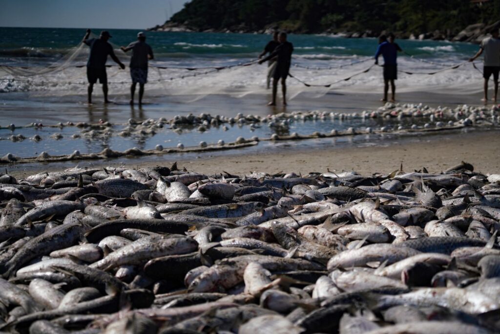 Com limite maior de captura, safra da tainha 2026 começa nesta sexta e reforça tradição da pesca artesanal no Litoral catarinense