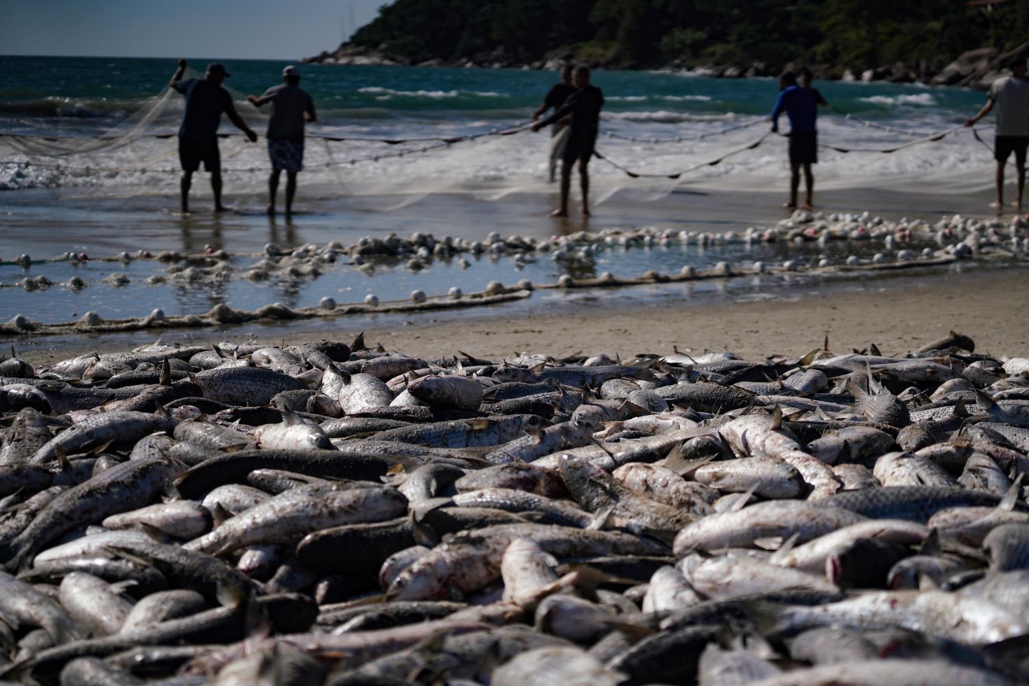 Com limite maior de captura, safra da tainha 2026 começa nesta sexta e reforça tradição da pesca artesanal no Litoral catarinense
