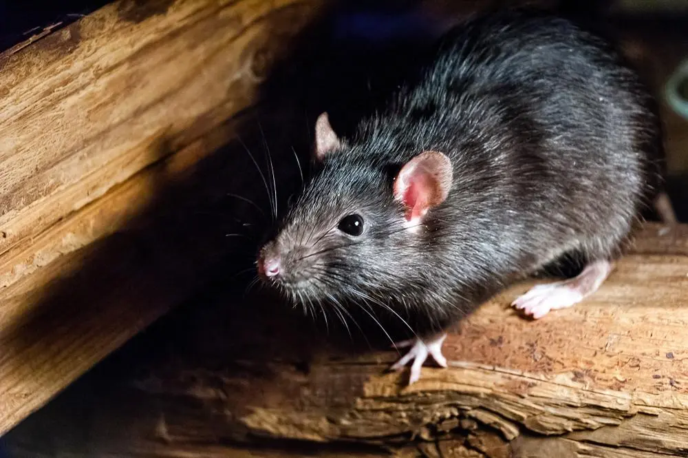 Minas Gerais confirma morte por hantavírus; vítima teve contato com roedores em lavoura