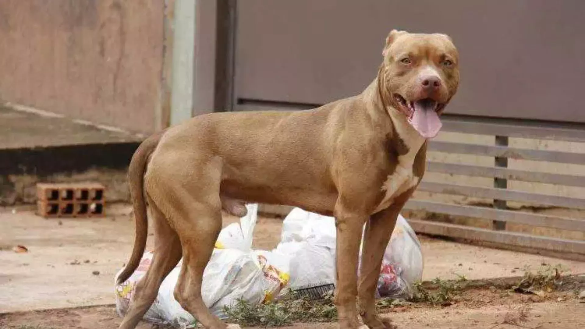 Moradora aciona a polícia após ter seu cão atacado por pitbulls em Três Barras