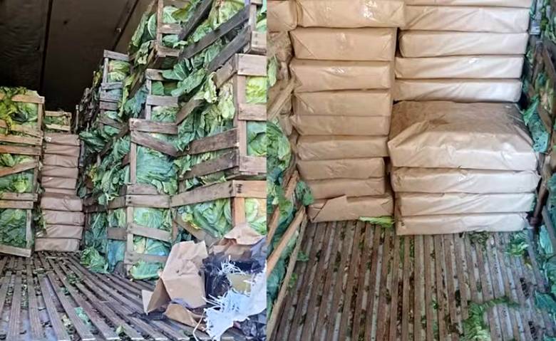 Repolho ‘estragado’ levanta suspeita e PRF apreende 2,4 toneladas de maconha na BR-280
