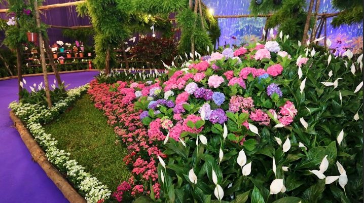86ª Festa das Flores de Joinville terá passarela de 30 metros com vista panorâmica das exposições