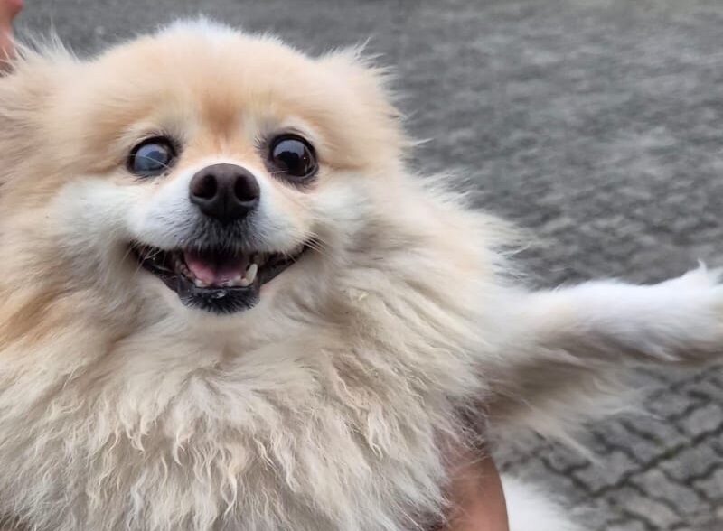 Cachorro de R$ 10 mil: denúncia da tutora e latidos ajudam polícia a recuperar Lulu da Pomerânia furtado em Joinville