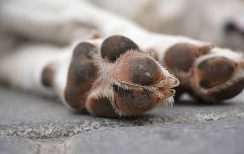 Homem invade terreno e mata dois cães a pauladas no interior de Canoinhas