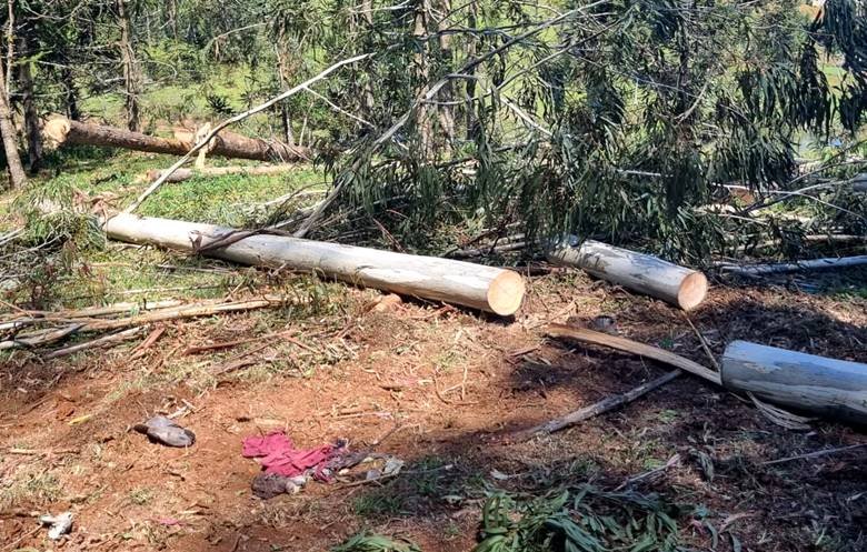 Jovem de 18 anos fica em estado grave após ser atingido por árvore em Matos Costa