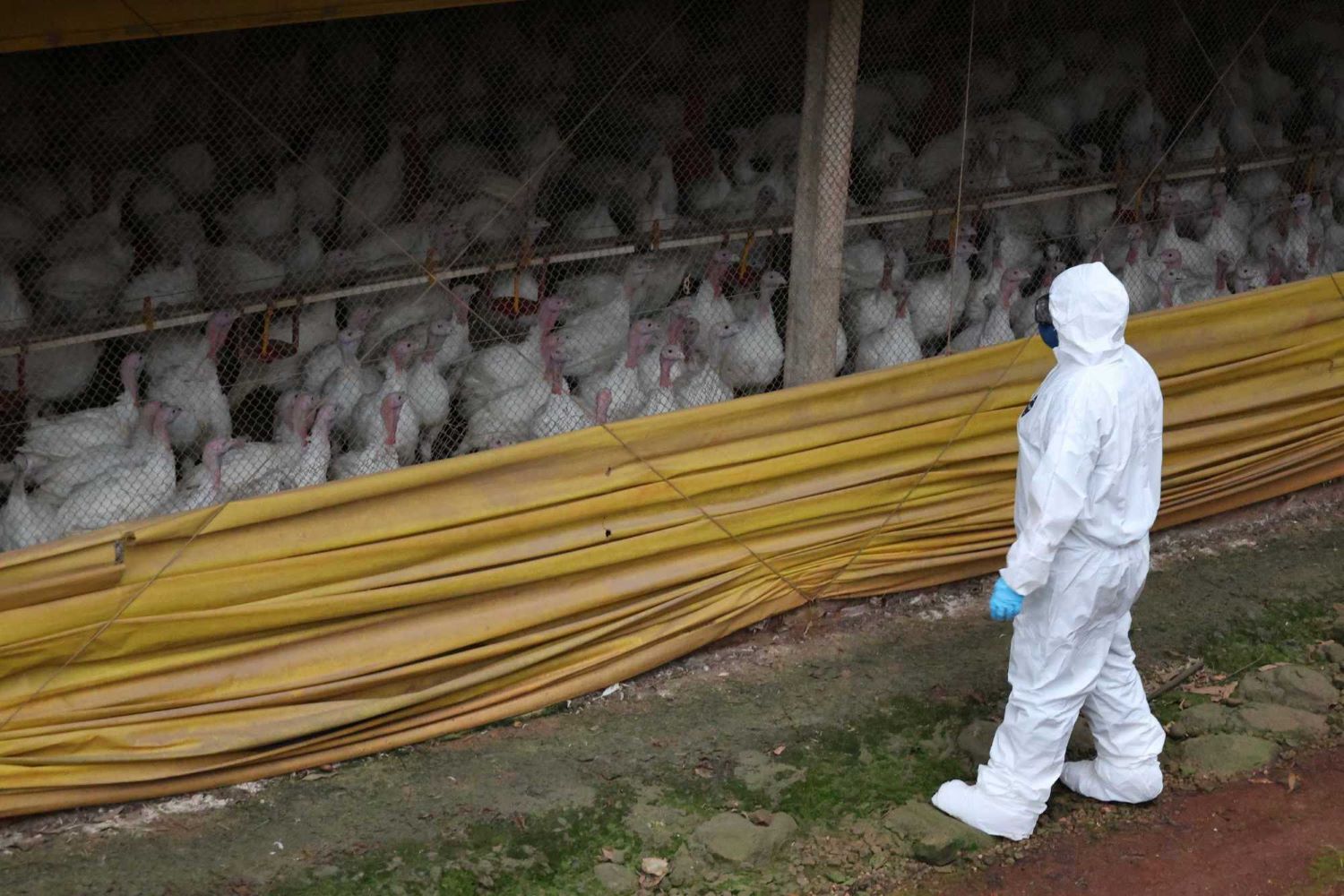 Propriedades no entorno do foco de Doença de Newcastle recebem  vigilância epidemiológica
