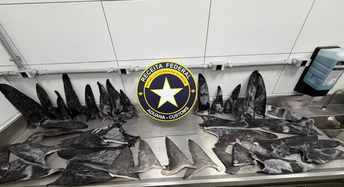 Receita Federal apreende carga de barbatanas de tubarão no Porto de Itapoá
